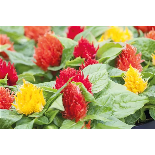 Pflanze des Monats Juli 2026: Celosie