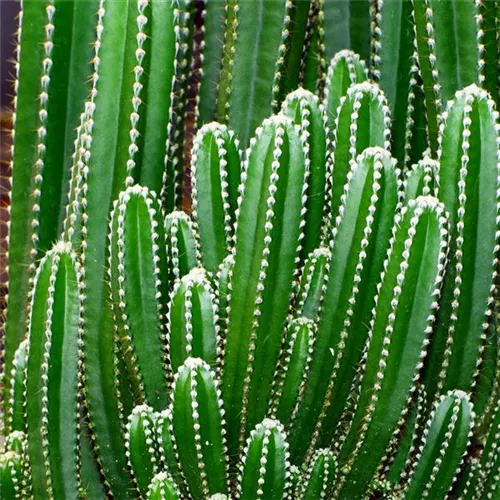 Pflanze des Monats August 2026: Kaktus