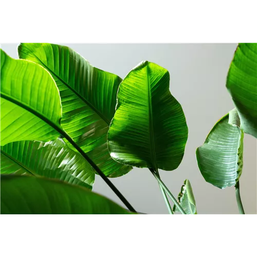 Pflanze des Monats September 2026: Strelitzie