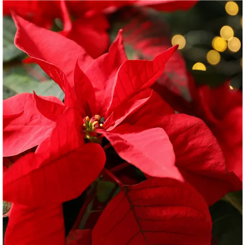 Pflanze des Monats November 2026: Poinsettie