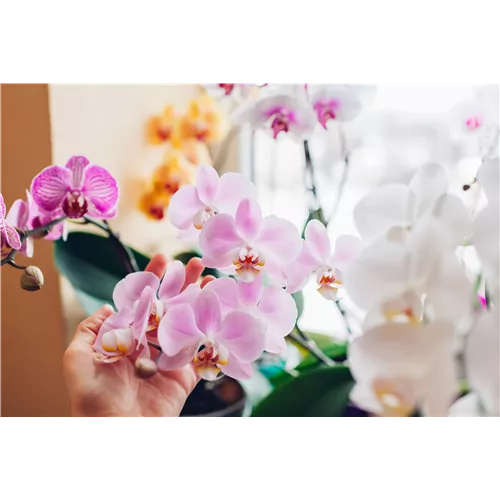 Pflanze des Monats Januar 2026: Phalaenopsis