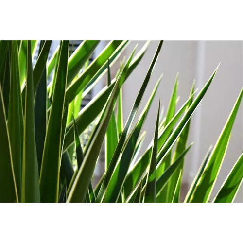 Pflanze des Monats Dezember 2026: Yucca