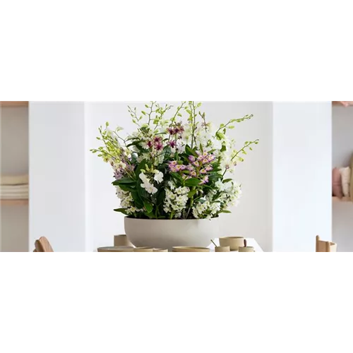 Pflanze des Monats März 2026: Dendrobium