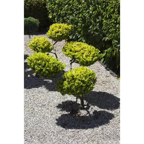 Gartenarbeit: richtig Mulchen mit Kies