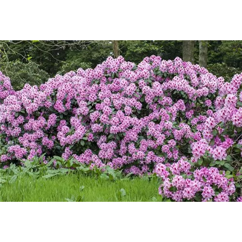 Ein Rhododendron-Spezial