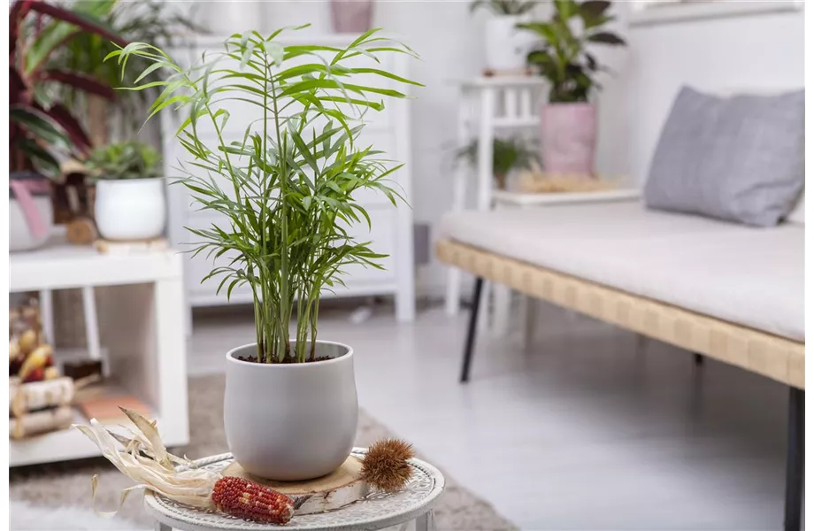 Die Pflege von Zimmerpflanzen