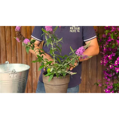 Sommerflieder - Einpflanzen in ein Gefäß