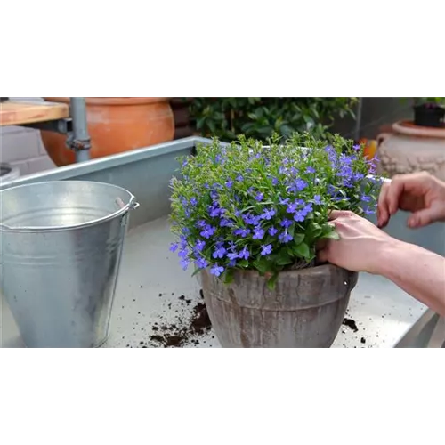 Hängende Lobelie - Einpflanzen in ein Gefäß
