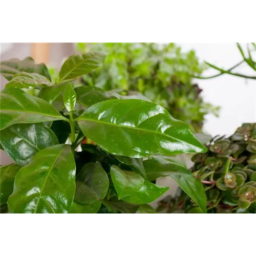 Eigener Kaffee aus dem Garten