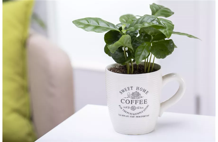 Eigener Kaffee aus dem Garten