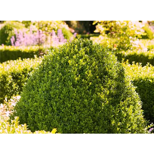 Formgehölze schneiden