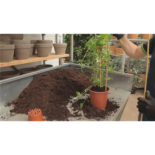 Schwarzäugige Susanne - Umtopfen