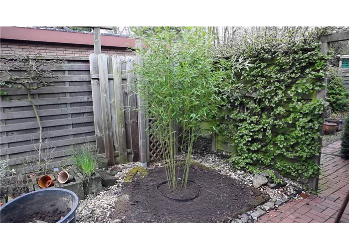 Bambus - Einpflanzen im Garten