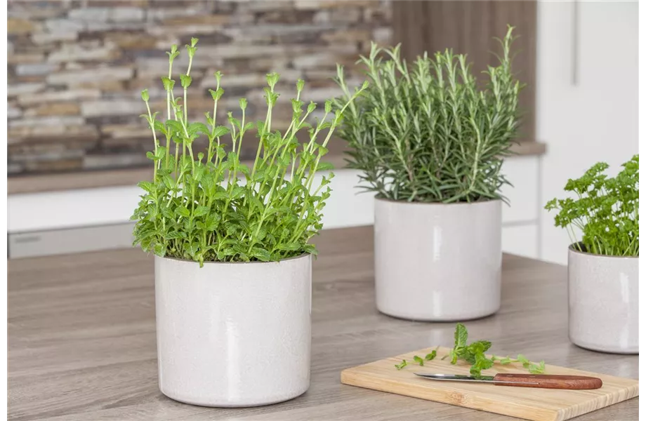 Anlegen des Kräutergartens