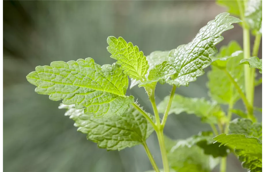 Anlegen des Kräutergartens