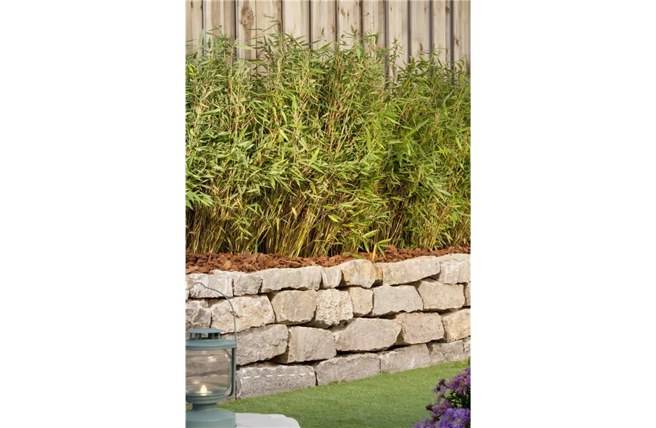 Bambus - der exotische Gartenschmuck
