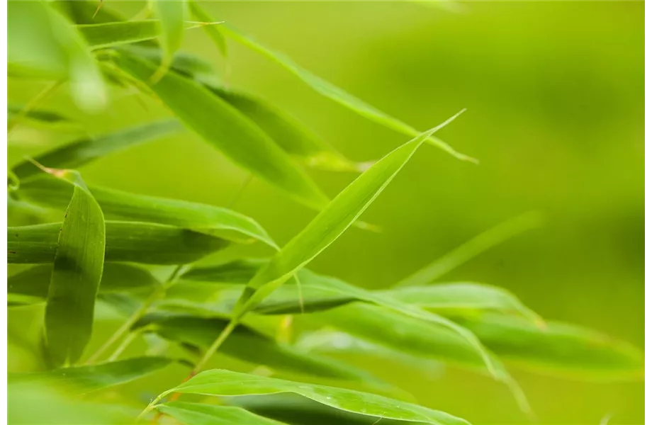Bambus - der exotische Gartenschmuck
