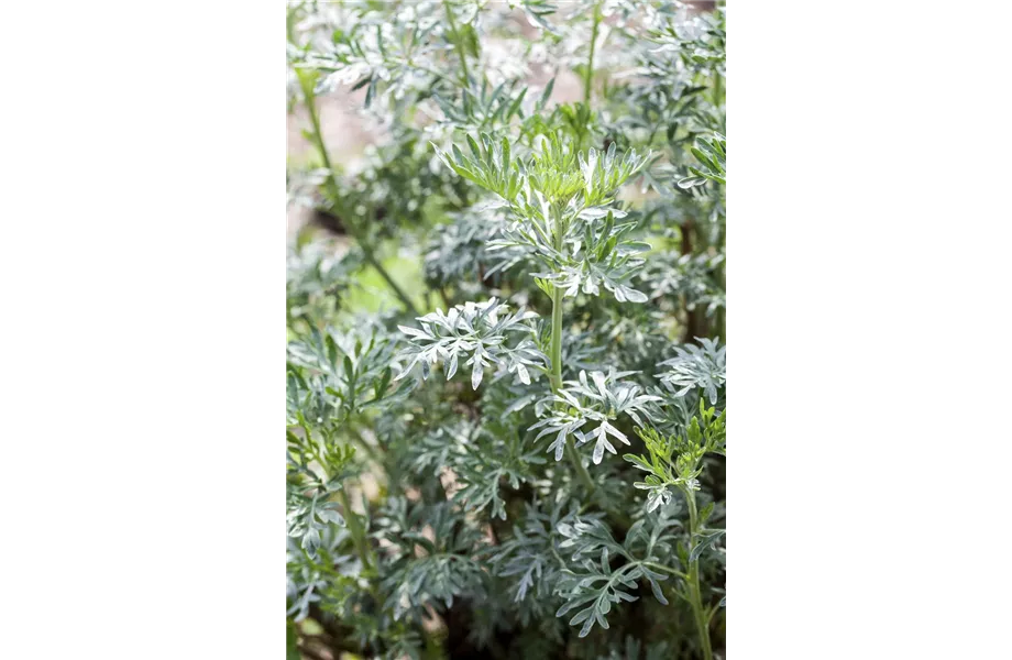 Besondere Kräuter mit Aromen