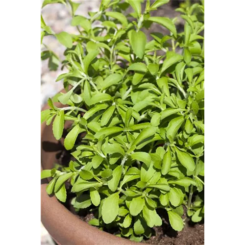 Stevia