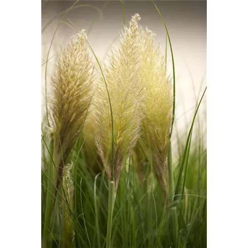 Pampasgras – Der Blickfang in jedem Garten