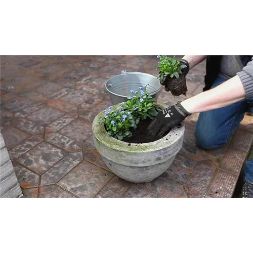 Vergissmeinnicht - Einpflanzen in ein Gefäß