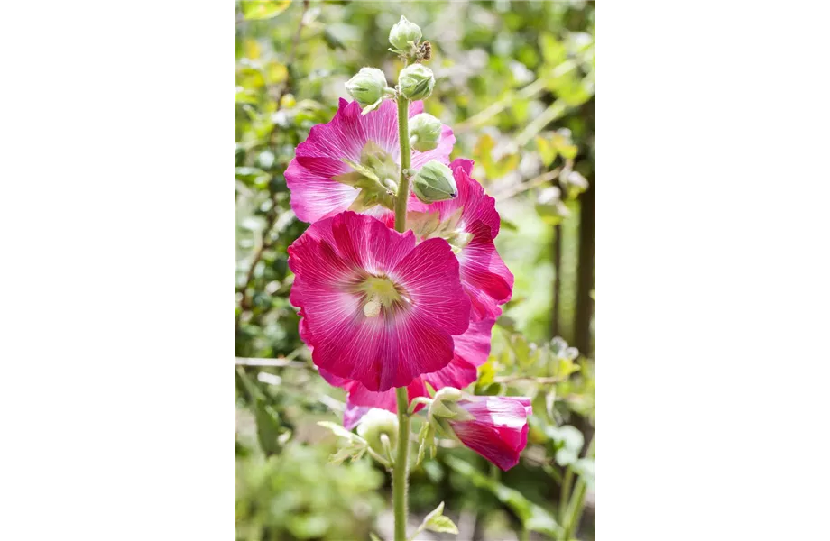 Der Landhausgarten: Unberührte Natur