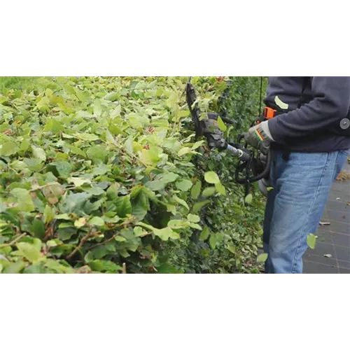Hecken - Zurückschneiden