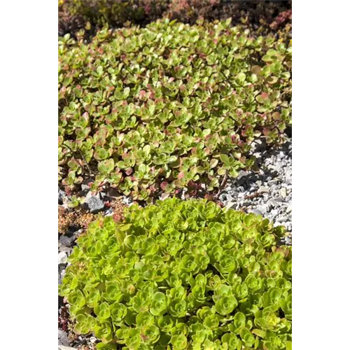 Sedum: Pflanze für schwierige Ecken