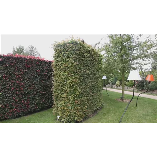 Pflanzbeispiel - Heckenrondell