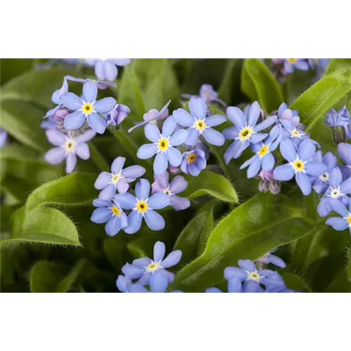 Zweijährige Zierpflanzen aussäen