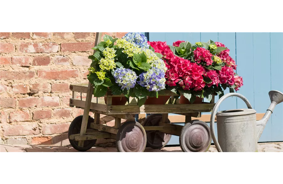Gartentipps im August