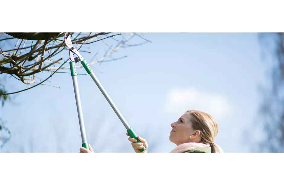 Gartentipps im November