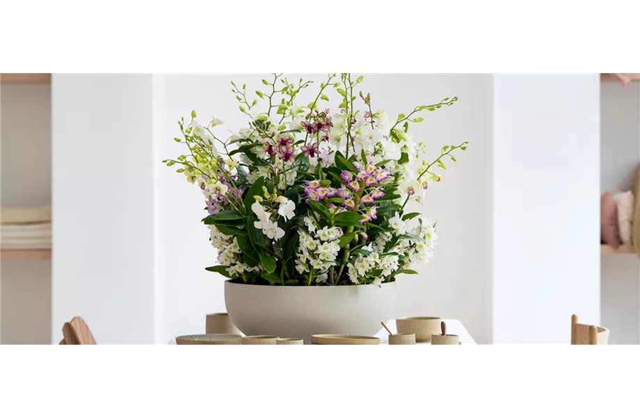 Pflanze des Monats März: Dendrobium
