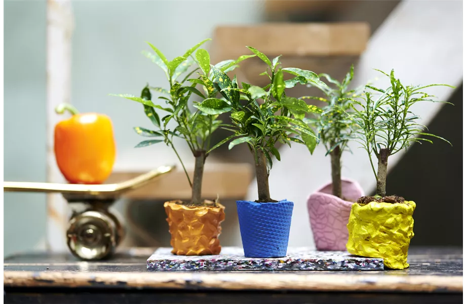 Pflanze des Monats Oktober 2026: Kroton