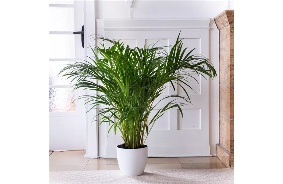 Pflanze Februar 2025: Palmen