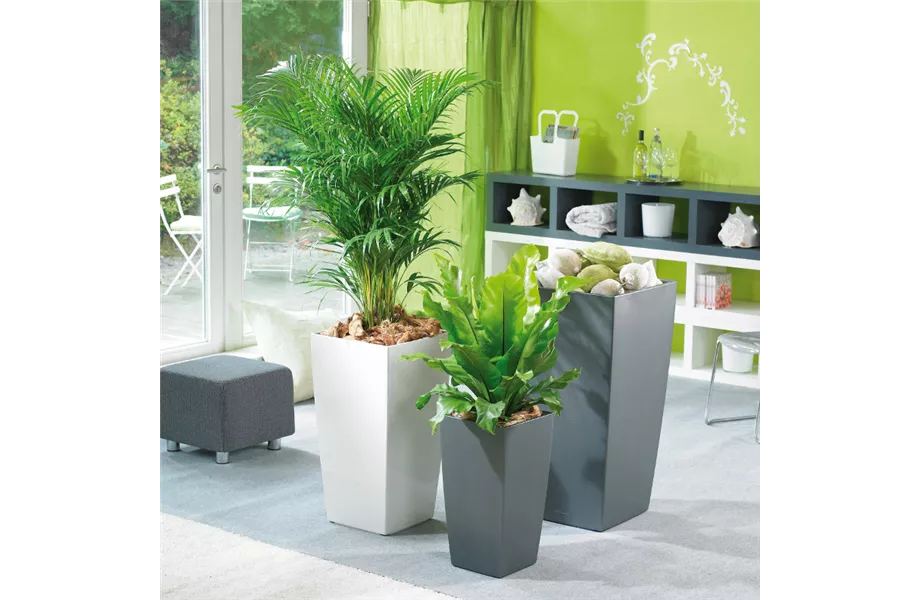 Pflanze des Monats Februar 2026: Goldfruchtpalme