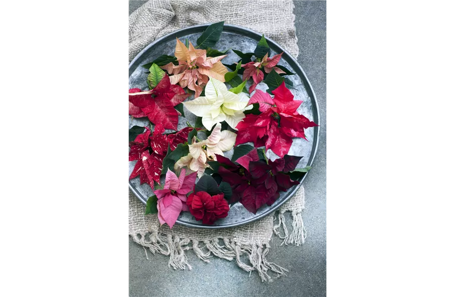Pflanze des Monats November 2026: Poinsettie