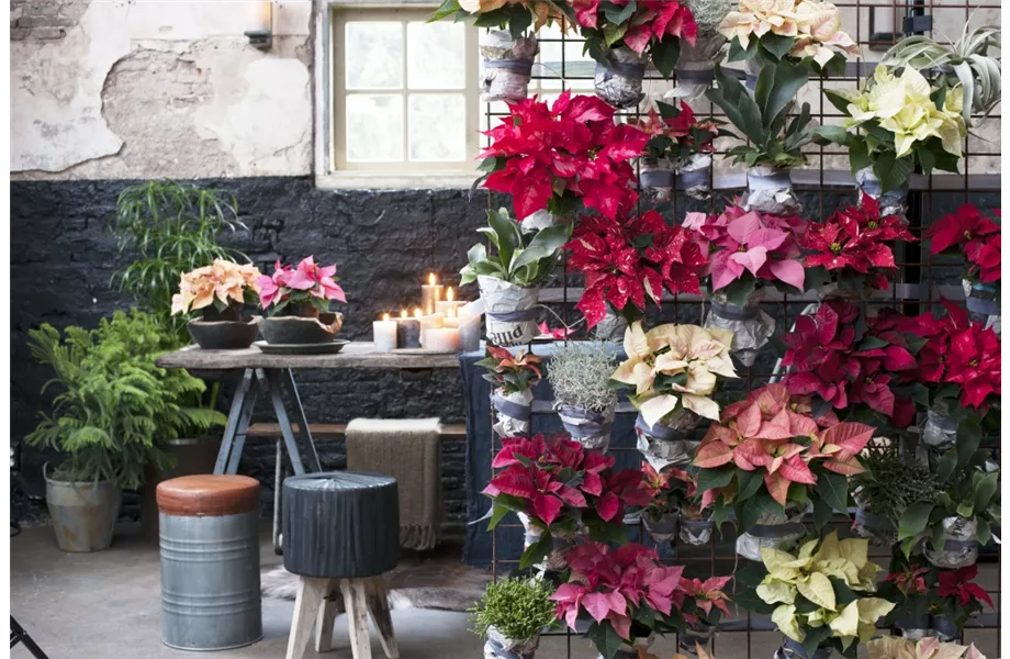 Pflanze des Monats November 2026: Poinsettie