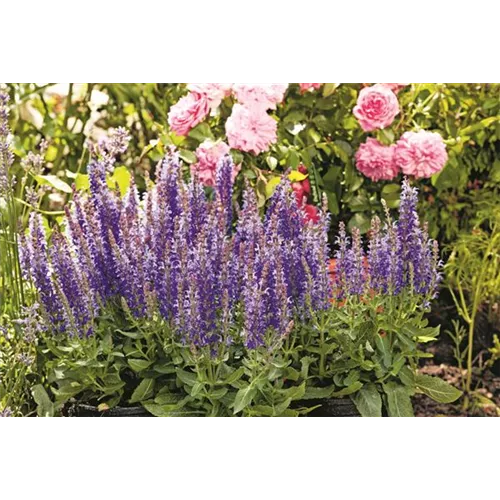 Das Buffet für Insekten!