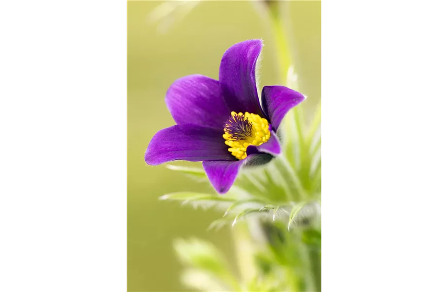 Der Landhausgarten: Unberührte Natur