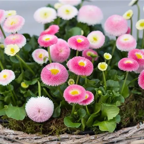 Gartenkalender März 2026