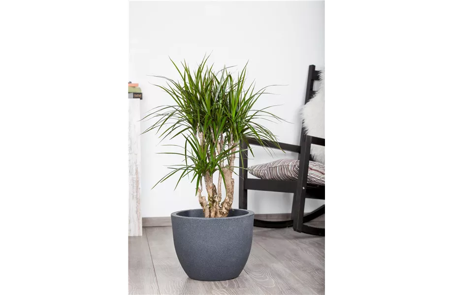 Pflanze Januar 2025: Drachenbaum