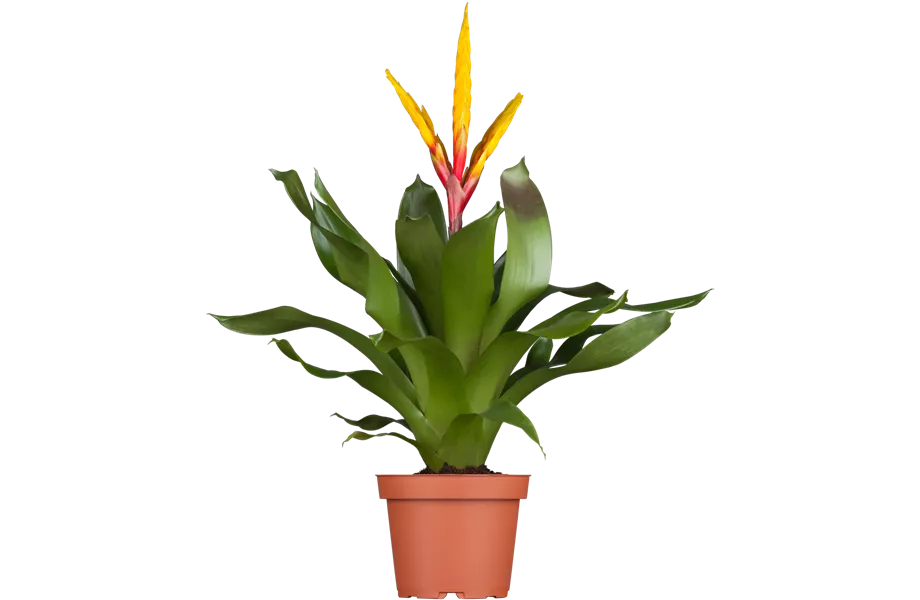 Pflanze März 2025: Bromelien Pflanze März 2025: Bromelien