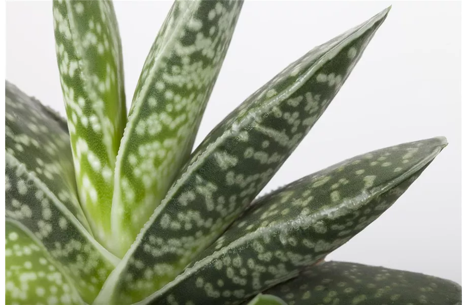 Pflanze August 2025: Aloe