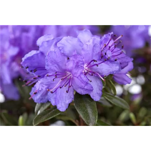 Rhododendren pflanzen
