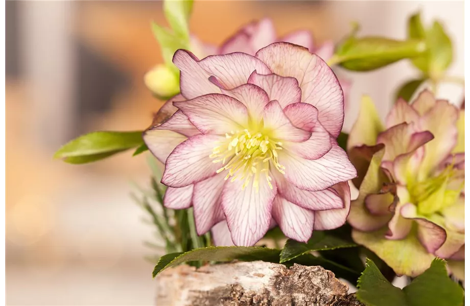 Herzensgrüße mit Helleborus