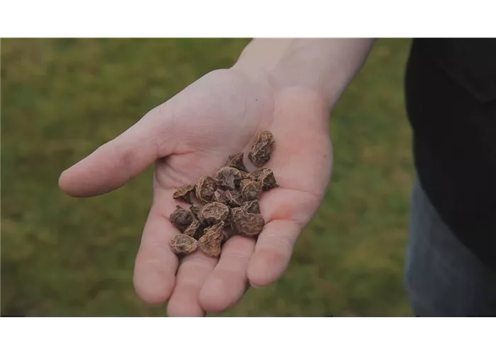 Anemonen - Blumenzwiebeln einpflanzen