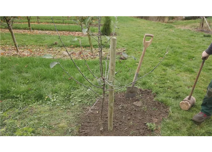 Apfelbaum - Einpflanzen im Garten