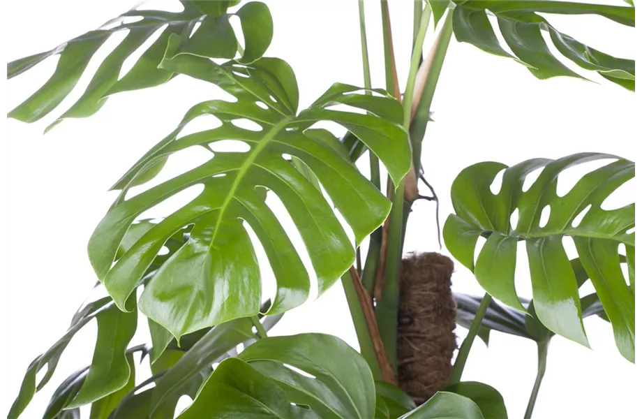 Juli 2019: Monstera