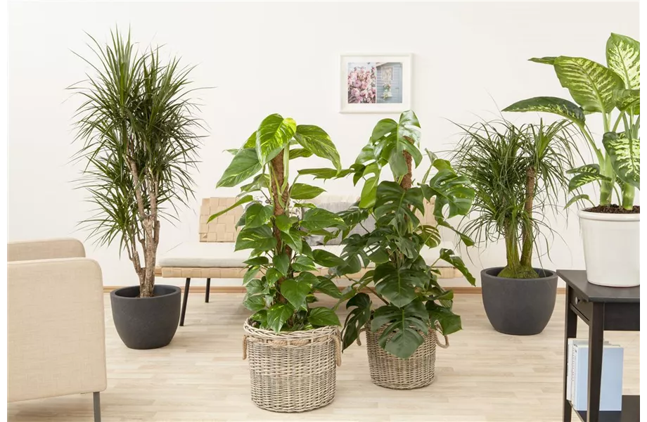 Juli 2019: Monstera